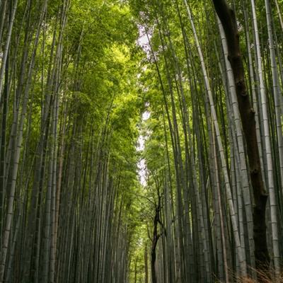 摩尔战记内购破解版下载